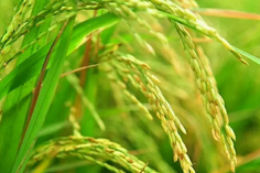 糧食重金屬檢測儀多少錢一臺？